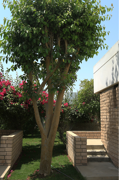 Rectangle 182.png (25)